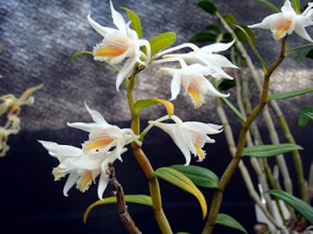   Dendrobium longicornu