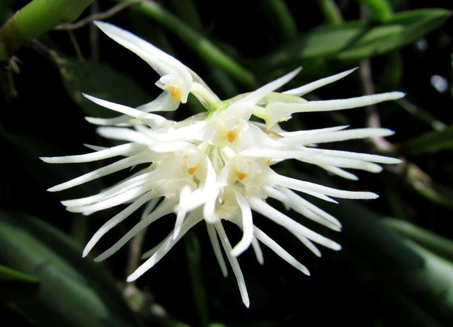   Bulbophyllum odoratissimum.