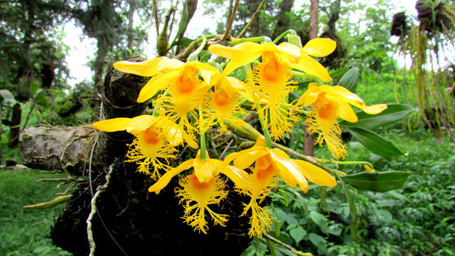   Dendrobium harveyanum.