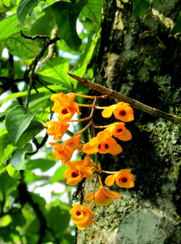   Dendrobium chryseum.