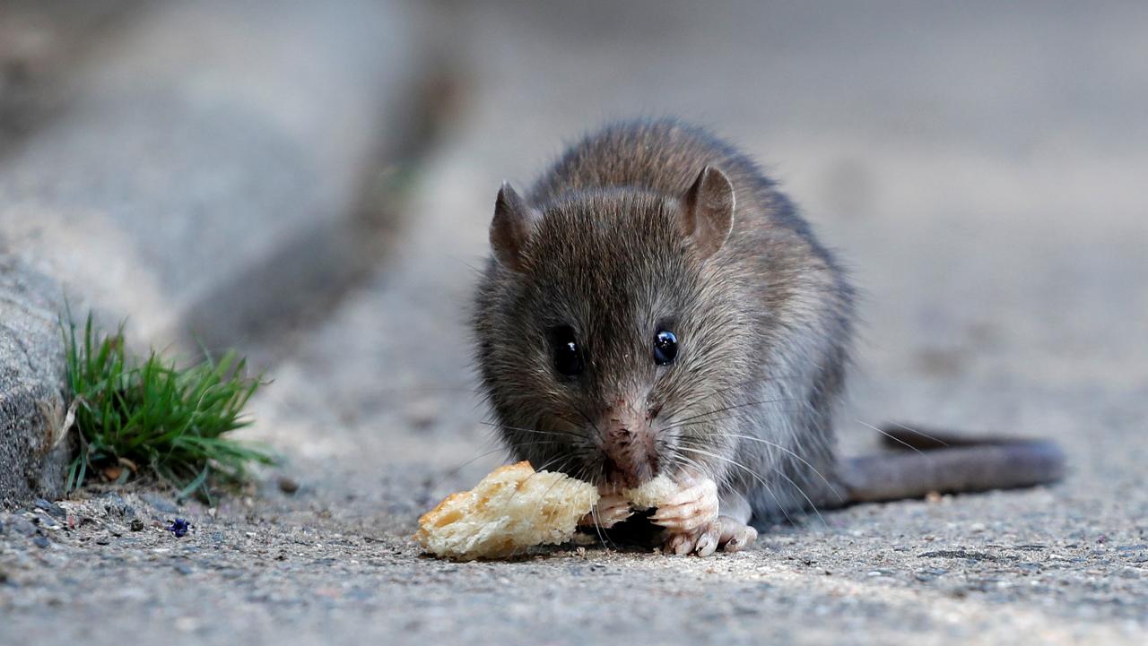 FILE PHOTO: A rat eats pieces of bread thrown by tourists near the Pont-Neuf bridge over the river Seine in Paris, France, August 1, 2017. 