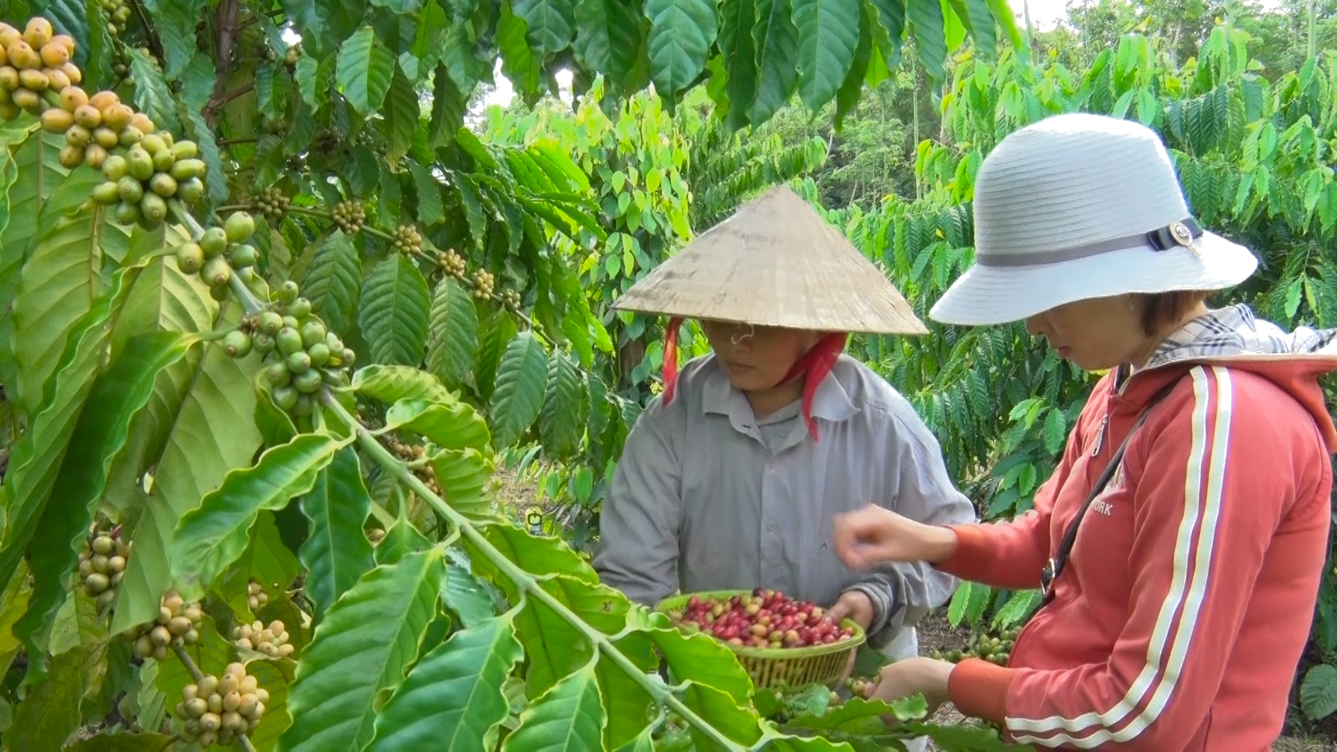 Coffee prices fall sharply