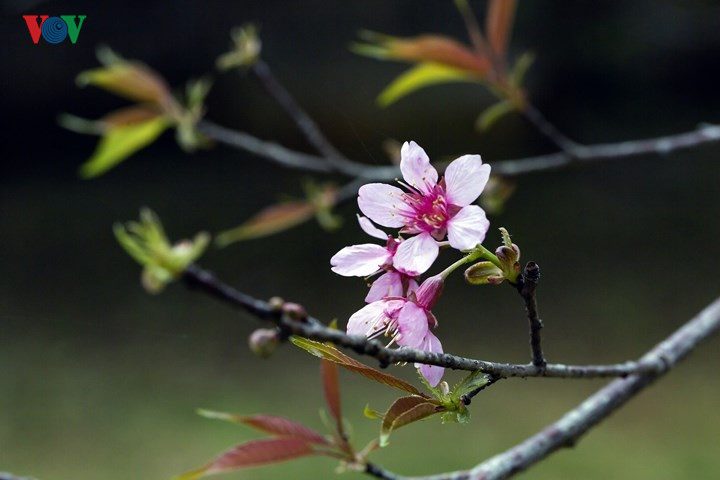     Cherry blossoms in northwest mountain region are not as vibrant as those in Japan but visitors are impressed by their natural beauty.