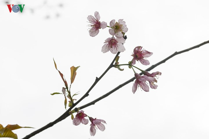      Pictured are delicate pink cherry flowers along the Moc Chau-Son La road.