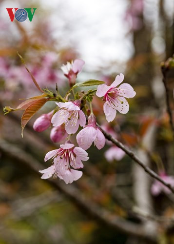      A cherry blossom usually flowers for one week.