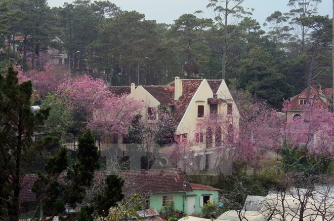 Da Lat is home to a cherry-like apricot – Mai Anh Dao – known as the city’s floral emblem (Photo: VNA)