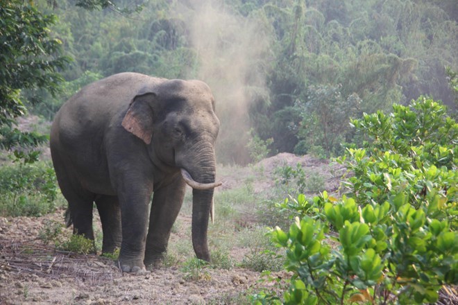 A wild elephant seen in Dinh Quan district (Source: VNA)