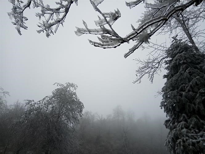  Snow covers Y Ty old forest in Lao Cai province