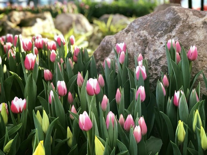 The display of hundreds of thousands of tulip flowers represents the lucky and significant wishes that Vinpearl Nha Trang wants to present to tourists for the New Year