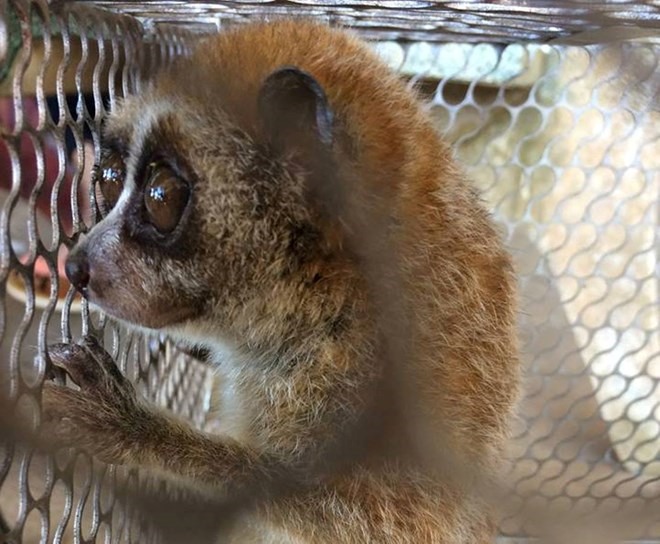 A loris is rescued from a restaurant in Đồng Nai Province. - Photo courtesy of ENV  Read more at http://vietnamnews.vn/environment/422713/72-wild-animals-rescued-in-january.html#PmW5M6bcU8LuceHZ.99