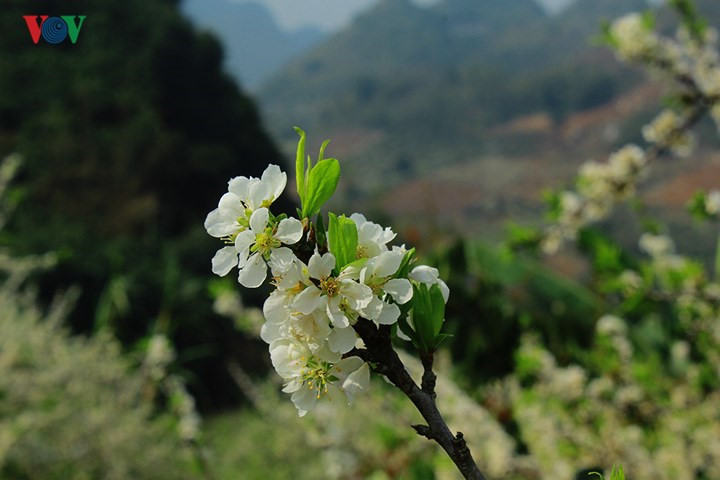    Plum blossoms enthral tourists with their delicate white petals and gentle beauty.