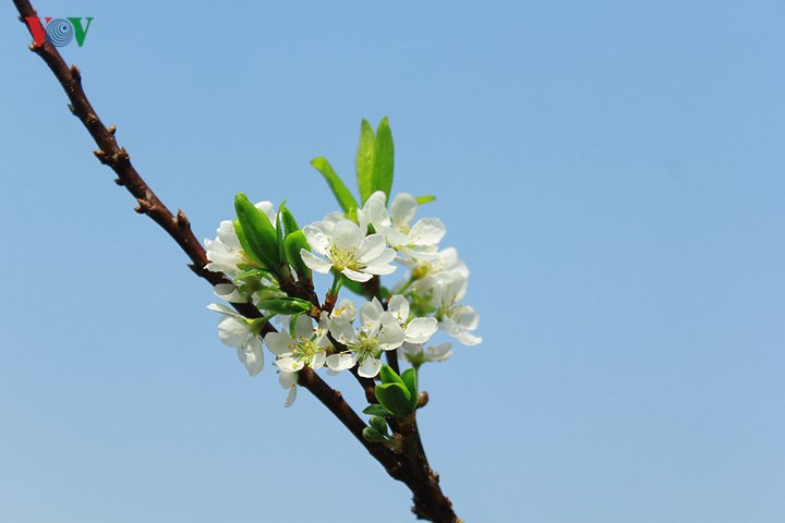    Plum trees bloom early but their flowers quickly fade as the days pass.