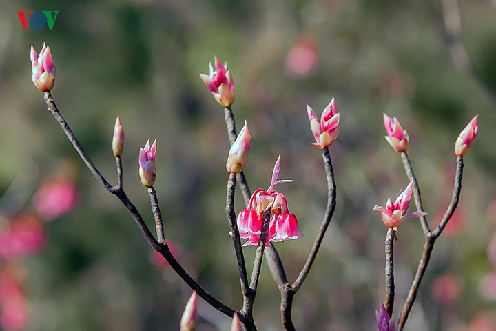   The stunning beauty of bell-shaped peach blossoms attracts a large number of tourists.