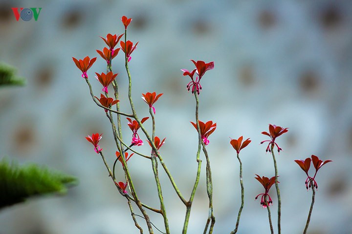   Bell-shaped peach blossoms are grown in Danang City’s Ba Na Hills at an altitude of 1,400 meters.