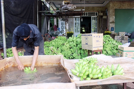 Giá chuối cung cấp cho thị trường nội địa cũng tăng hơn cùng kỳ năm ngoái. Ảnh chụp tại vựa chuối Tiến Trang (huyện Trảng Bom).