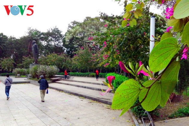 Ban flowers can also be found in many other places in Hanoi, such as West Lake, Lenin Monument, and Nguyen Du street.