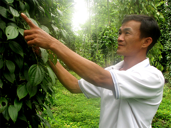 Pepper price in Dong Nai drops strongly