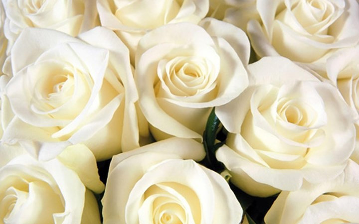   Many people give white roses as special gifts on White Day to show their love.