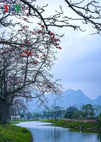 March ablaze with flush of bombax ceiba blossom