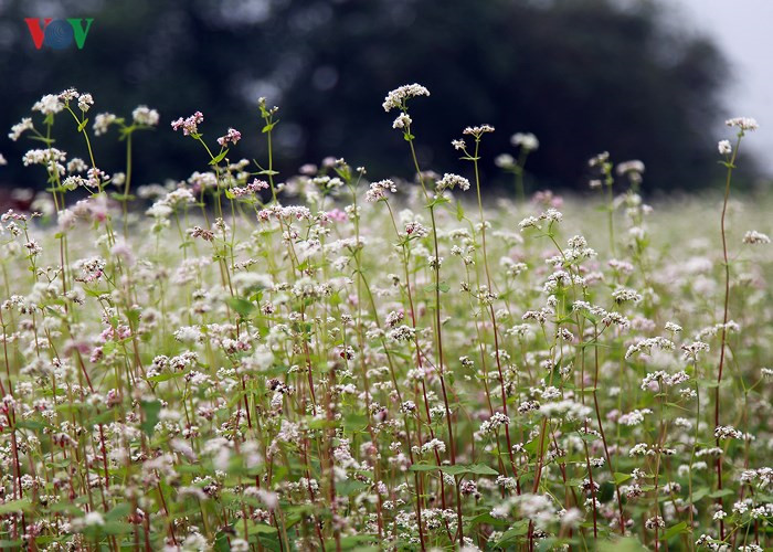   Buckwheat bears tiny pinkish-white flowers with triangular-shaped leaves.