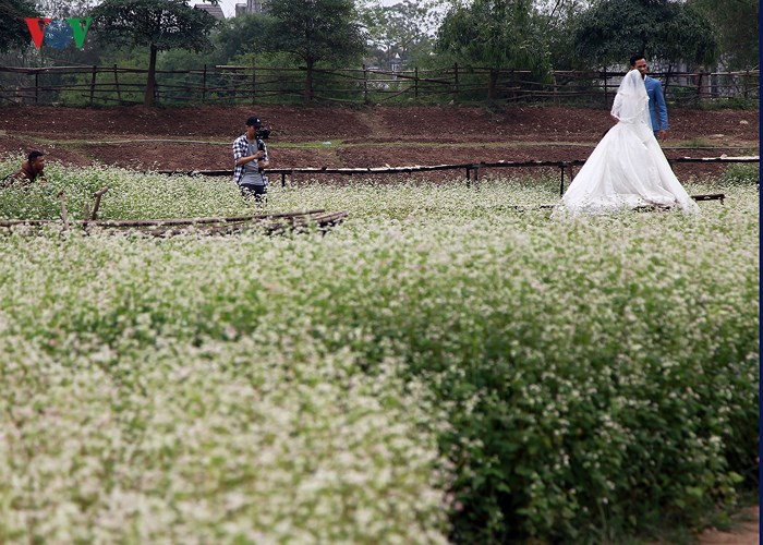   Young people visit the garden to take wedding photos, 