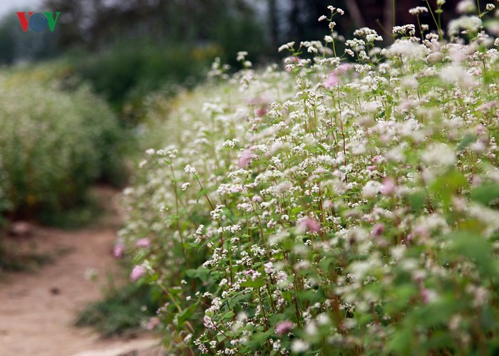 Buckwheat flowers bring a sparkle to Hanoi