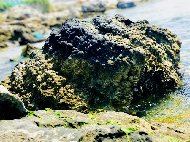 Unique five-thousand year old fossil reef found in Vietnam