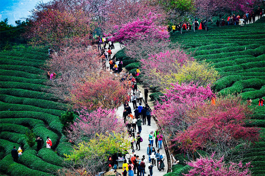 Cherry blossoms in China