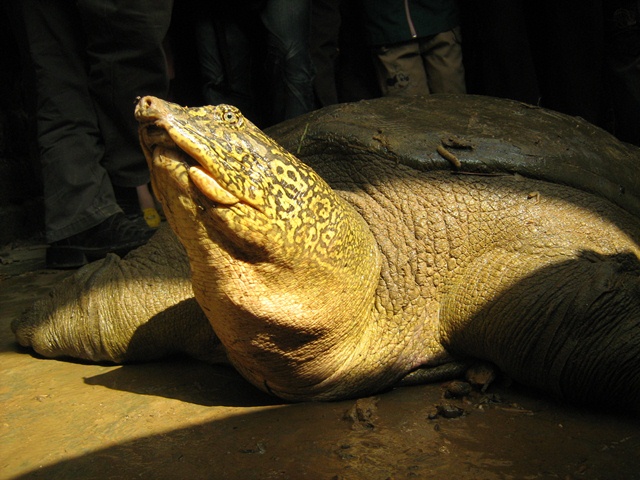 A photograph of the Swinhoe's Softshell Turtle (Rafetus swinhoei) that was rescued following a dam break in Dong Mo Lake, Hanoi in 2008. 