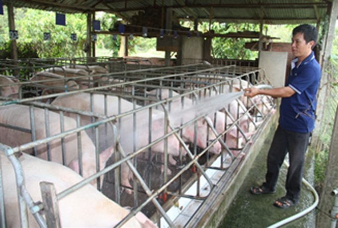 In Đồng Nai, individual pig farmers lose to foreign firms on home turf. — Photo baocongthuong.com.vn  Read more at http://vietnamnews.vn/economy/426355/pig-farmers-fight-foreign-competition.html#uwpxVaIZ2kFdEMS4.99