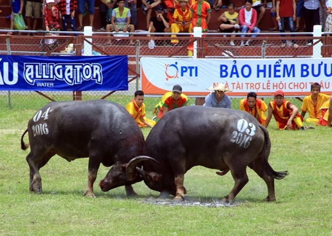 Do Son Buffalo Fighting Festival symbolises the martial spirit of the people. (Source: VNA)