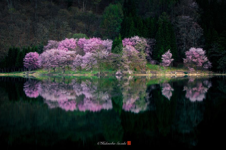 Sakura bloom in Japan