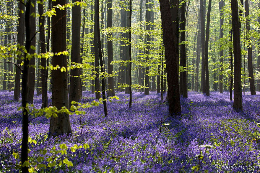 Bluebell flowers
