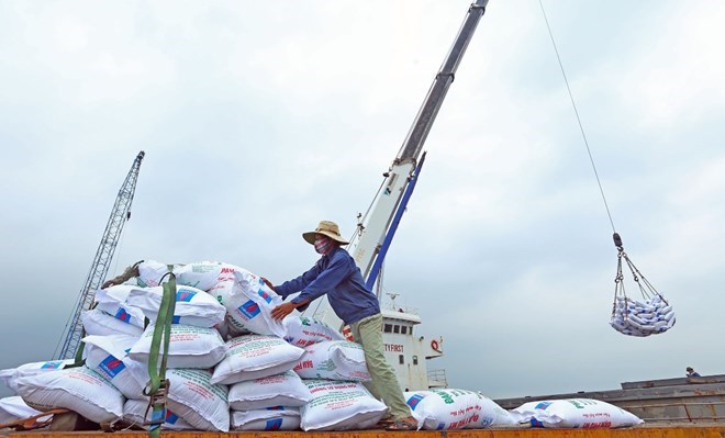 The Ministry of Industry and Trade reduces the time for obtaining the necessary documents to export rice from 15 working days to 10. (Photo: VNA)