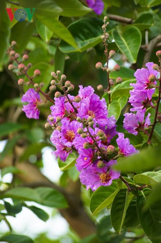   The giant crape-myrtle is a native plant of India, hence its other name, Pride of India. 