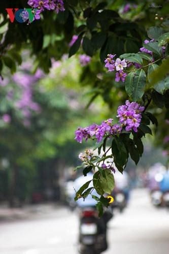   Crape myrtle has been grown in many places in Hanoi.