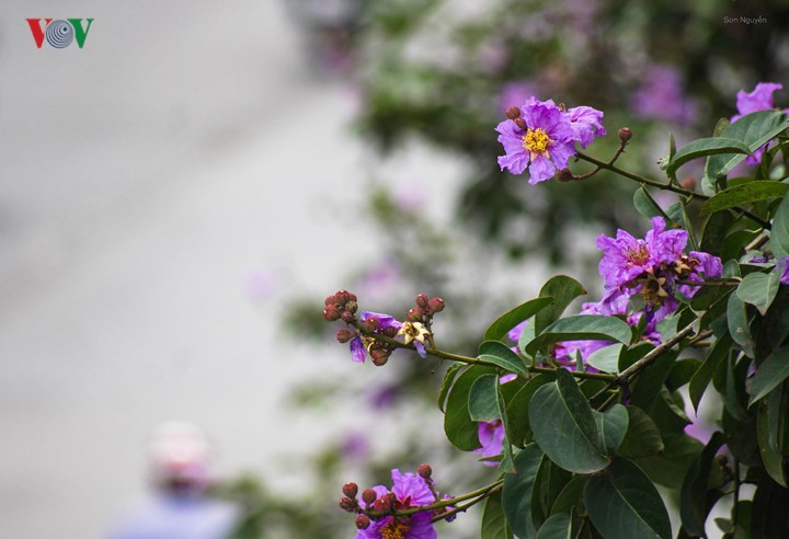   The flower has been considered the symbol of the capital city, signalling the arrival of summer.