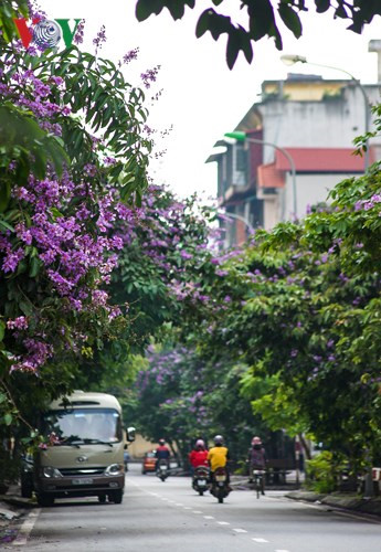 Truc Khe street is decorated with giant crape-myrtle flowers.