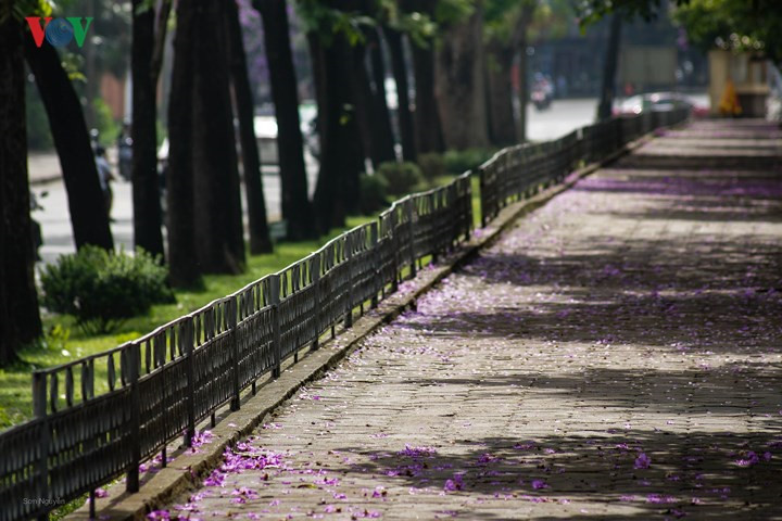   Crape-myrtle flowers on Kim Ma Street.