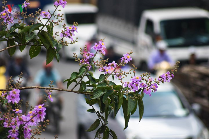   The purple flowers make the city more pleasant on the scorching sun.