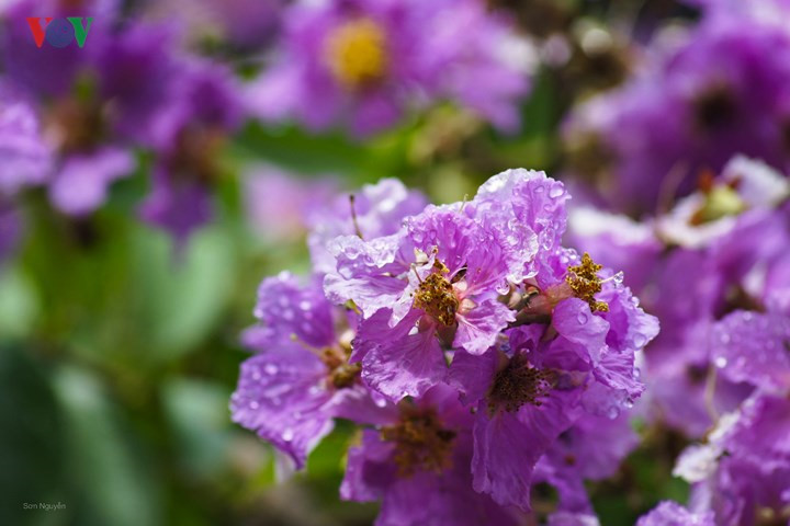 Hanoi turns purple with crape myrtle flowers