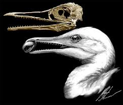 CT-scan-based skull restoration and life reconstruction of the toothed stem bird Ichthyornis dispar, a primitive seabird that prospered about 85 million years ago along the warm, shallow inland sea that once split North America, is shown in this image released on May 2, 2018. Courtesy Michael Hanson and Bhart-Anjan S. Bhullar/Handout via REUTERS 