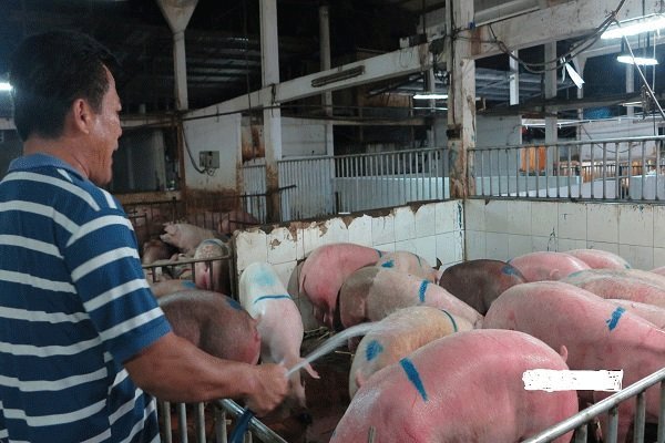 A farmer takes care of his pigs in Dong Nai Province. Dong Nai pork is mainly supplied to HCMC, so the price surge of live pigs in Dong Nai Province enormously affects the HCMC pork market - PHOTO: VY