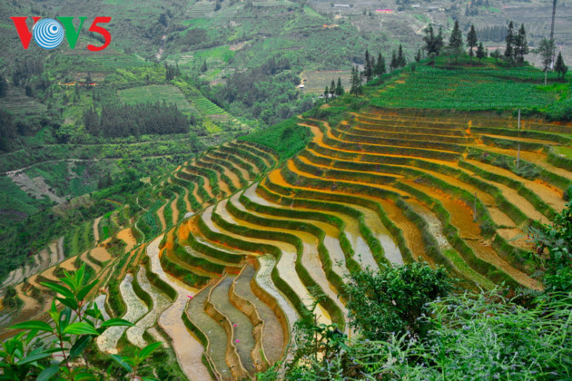   Shining terraced fields in May in Ha Giang are an unforgettable sight.