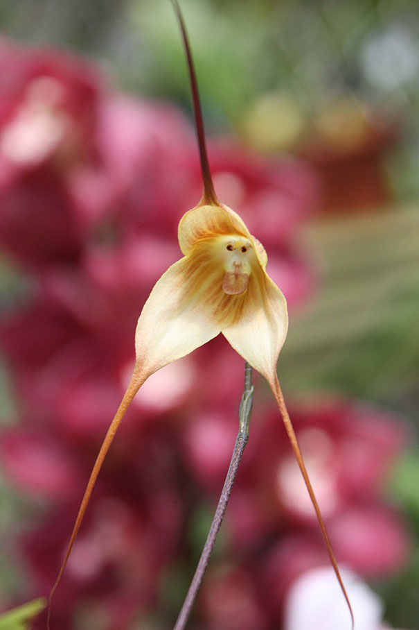 Monkey Face Orchid