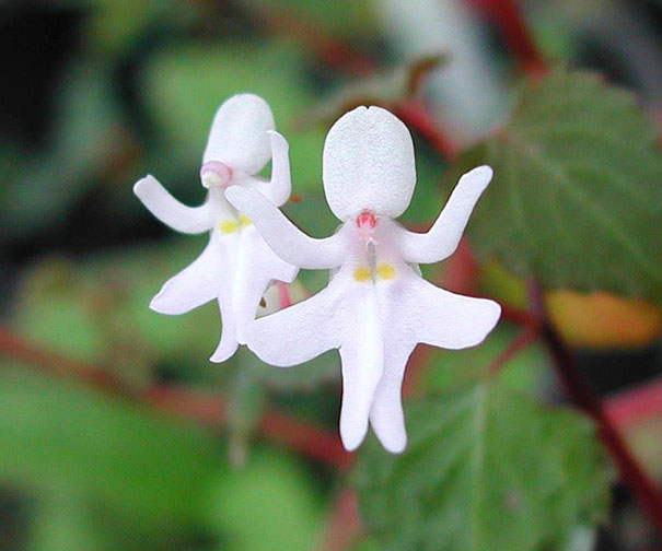 Dancing Girls 