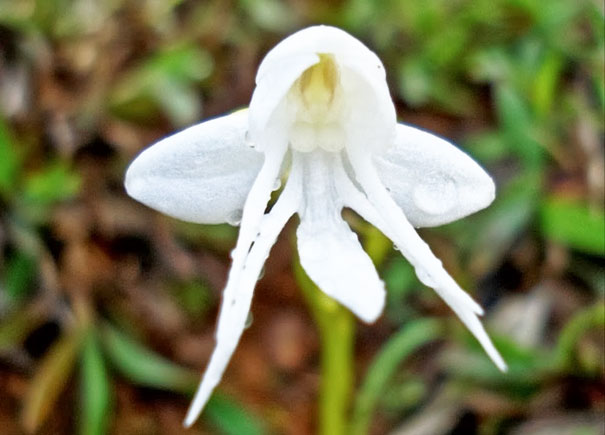 Angel Orchid