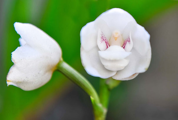 Dove Orchid Or Holy Ghost Orchid