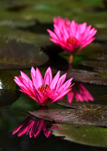 According to a local resident, this area has been submerged in water two times this year, so the flower season has arrived later than in previous years.