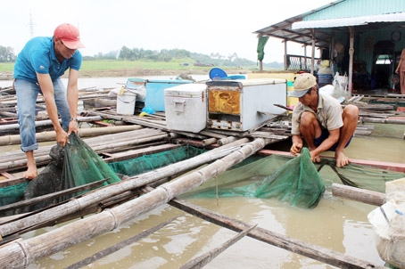 Hộ anh Nguyễn Văn Trí thiệt hại hơn 1 tỷ đồng trong đợt cá chết vừa qua đang gặp nhiều khó khăn. Ảnh: M.QUÂN